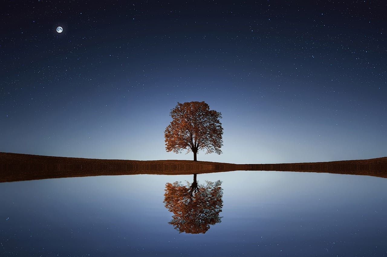 A solitary tree.