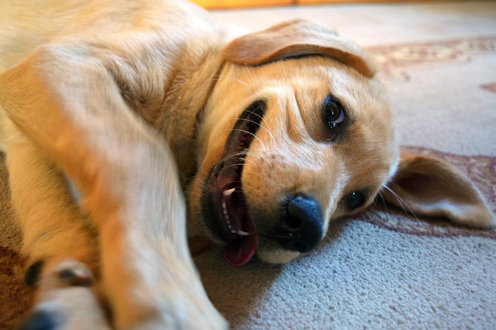 A much happier looking retriever puppy.