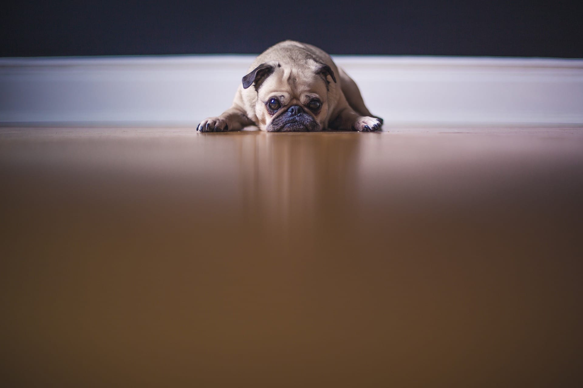 A very sad-looking pug.