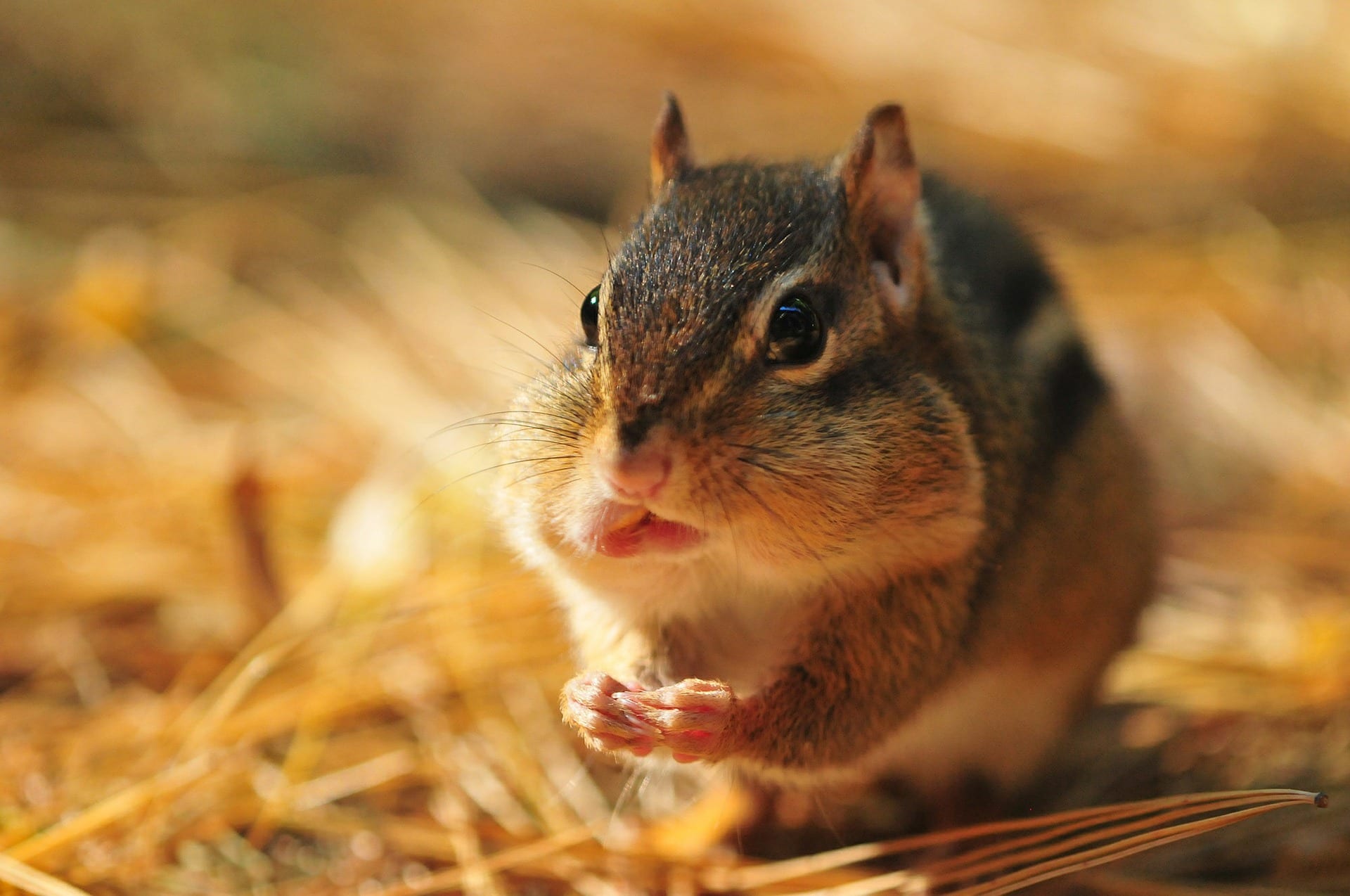 A chipmunk with its cheek pouches full of food.