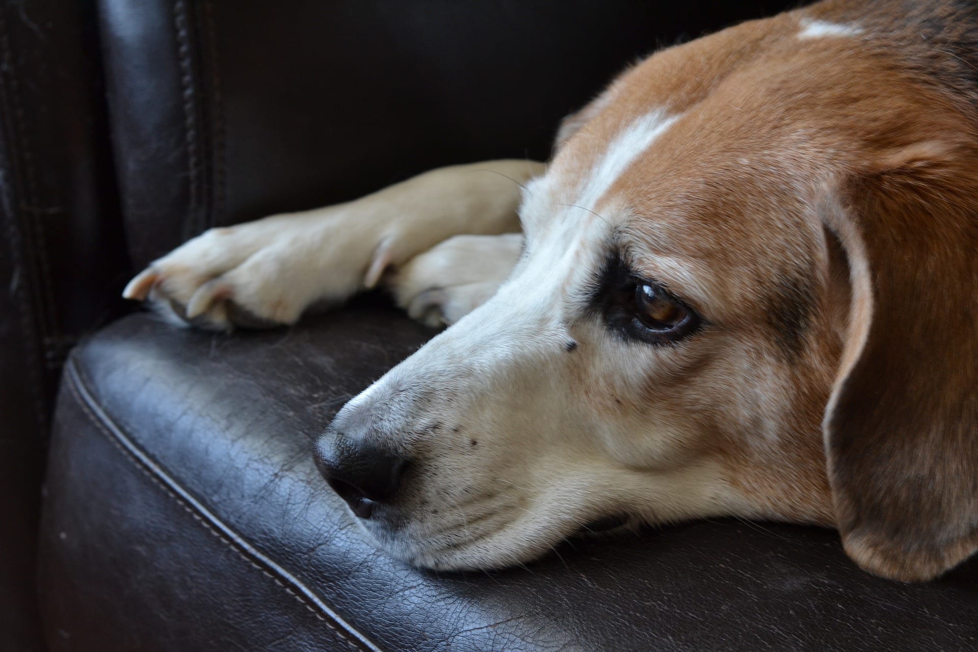 A dog who looks very sad.