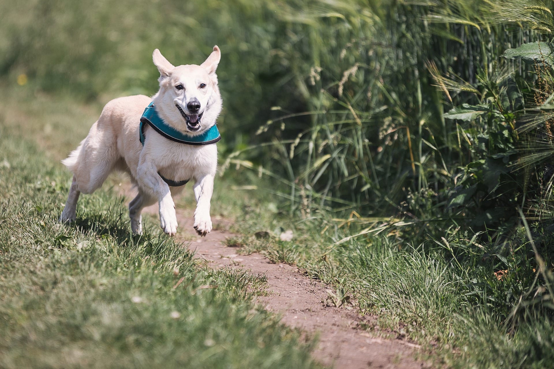 A dog running.