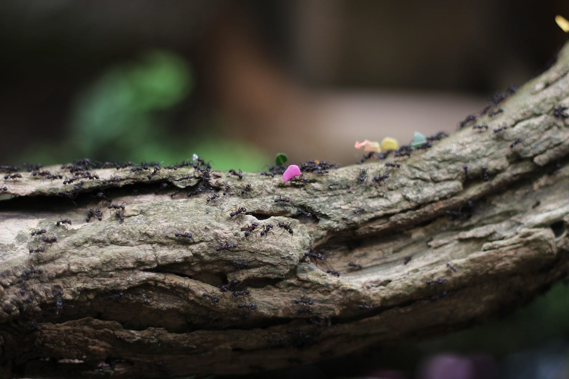 Several ants walking along a log.