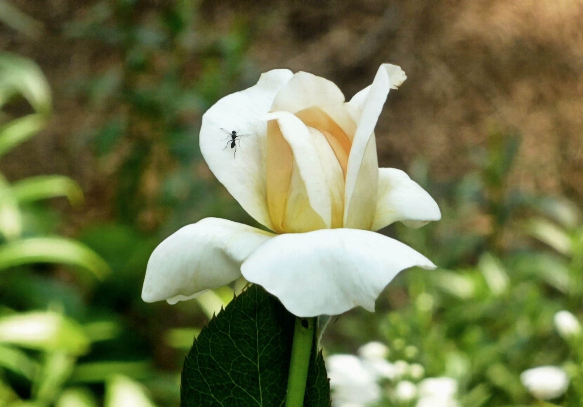 An ant crawling along a flower's petals.